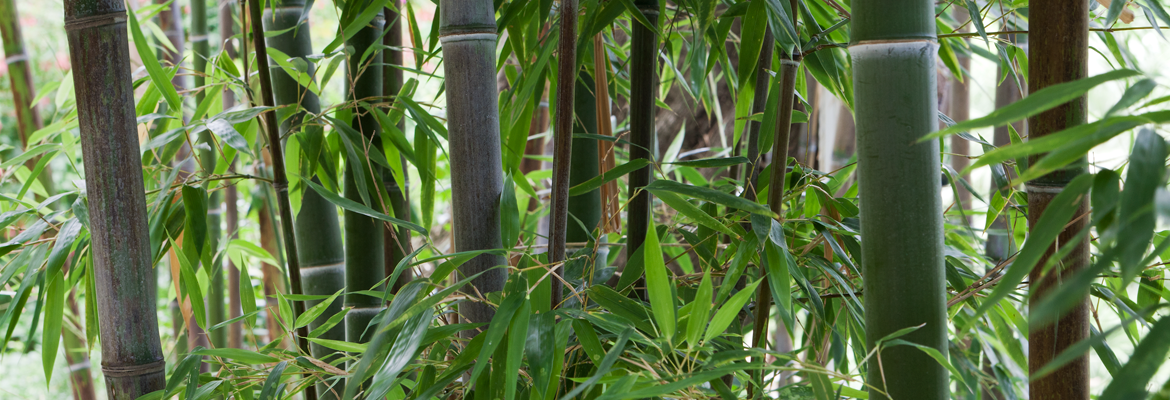 bambous1-citronneraie-menton-mazet